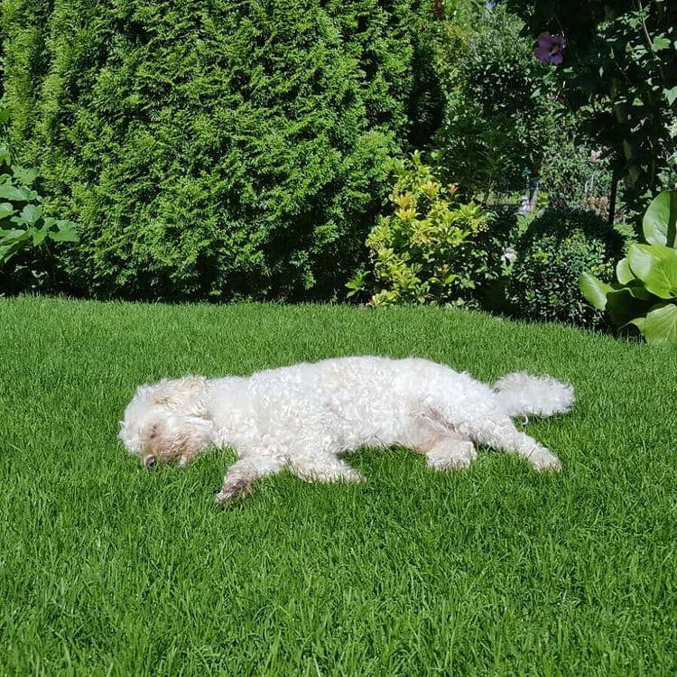 Sunday Mood. #summer #sunday #mood #dog #teddy #cute #photooftheday