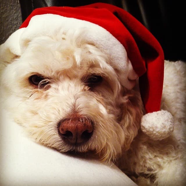 #FroheWeihnachten#teddy